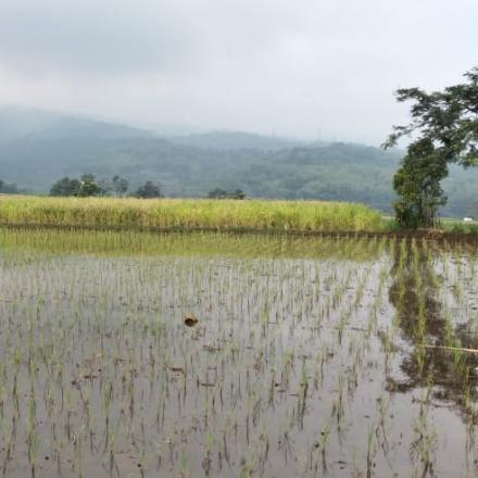 Laporan Realisasi APBdes Tahun Anggaran 2021
